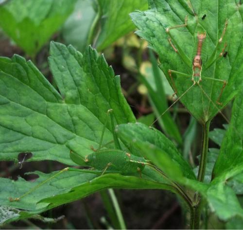 Leptophyes punctatissima